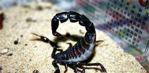 如何养非洲帝王蝎子