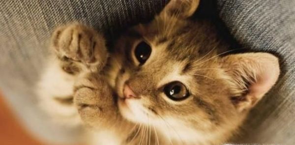 十二生肖中为什么没有猫