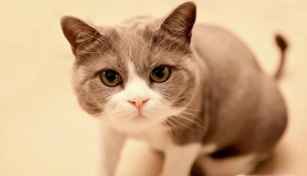 十二生肖中为什么没有猫