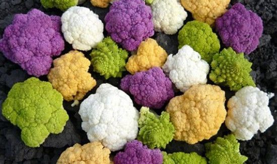 菜花不能和什么一起吃