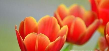 情人节送男朋友应该送什么花