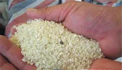 怎样鉴别毒大米