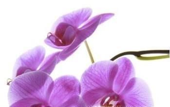 情人节送男朋友应该送什么花