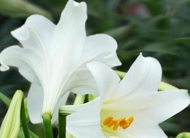 情人节送男朋友应该送什么花