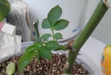 在土豆上扦插月季要注意什么？