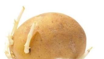 在土豆上扦插月季要注意什么？