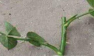 在土豆上扦插月季要注意什么？