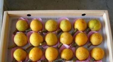 枇杷怎么保存不易坏