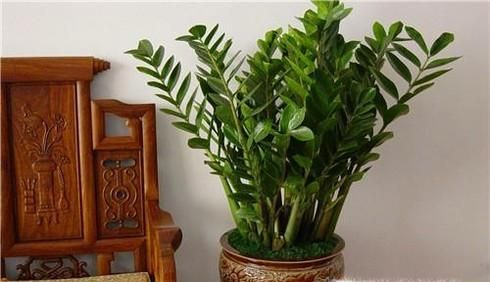 适合阳台室内种的植物