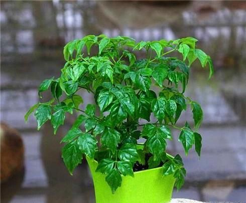 适合阳台室内种的植物