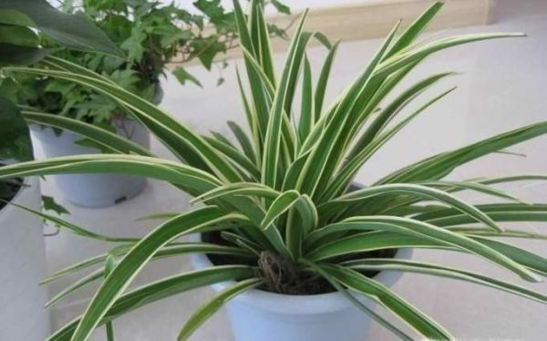 适合阳台室内种的植物