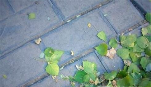 怎样正确种植小葱成活率高？