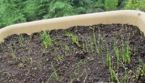 怎样正确种植小葱成活率高？