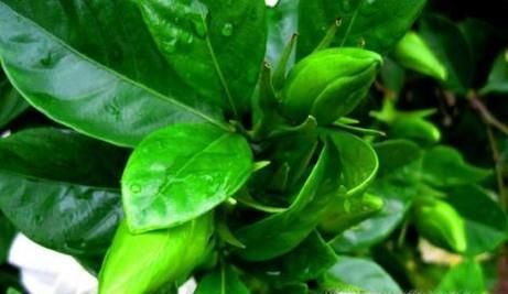 栀子花叶子被虫咬了怎么办