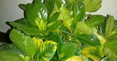 栀子花叶子被虫咬了怎么办