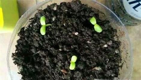 翠菊的种植方法