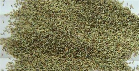 翠菊的种植方法