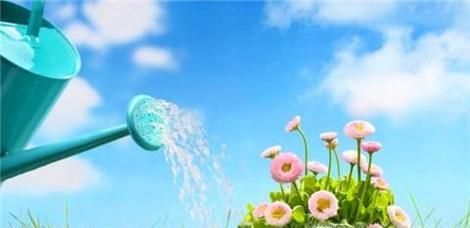 翠菊的种植方法