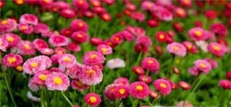 翠菊的种植方法