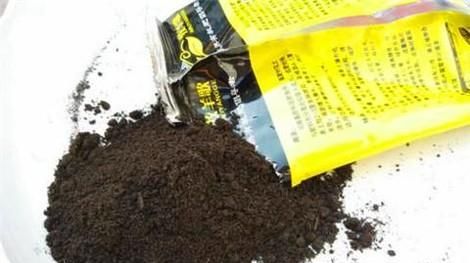 翠菊的种植方法