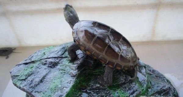 怎么快速把小乌龟养大