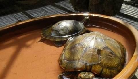 怎么快速把小乌龟养大