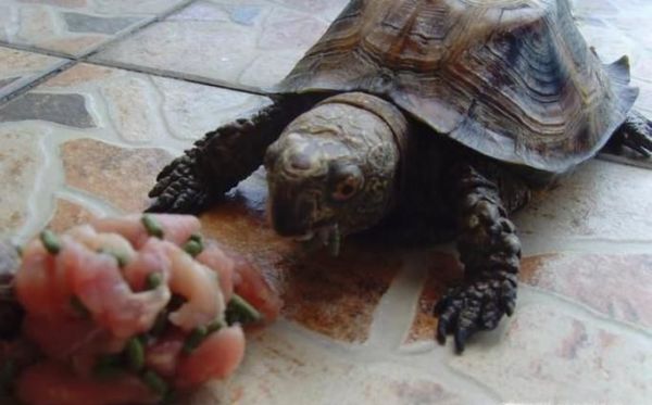 怎么快速把小乌龟养大