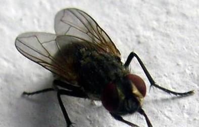 怎样灭掉烦人的苍蝇