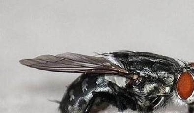 怎样灭掉烦人的苍蝇