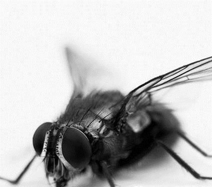 怎样灭掉烦人的苍蝇