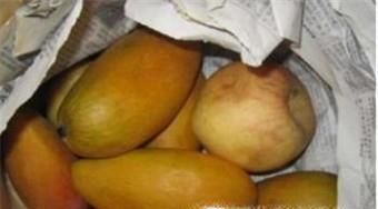 生的芒果怎么吃？芒果是怎样变黄的