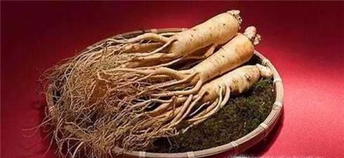 常见的人参种类