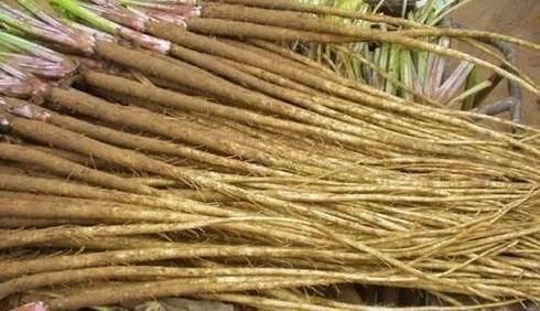 常见的人参种类