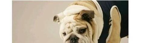 狗狗换狗粮拉稀 狗狗换粮拉肚子怎么办