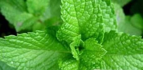 能驱赶蚊子的花草