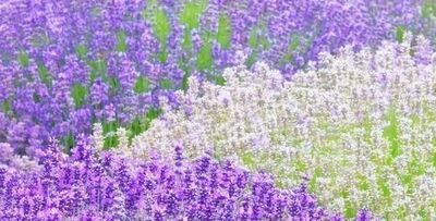 能驱赶蚊子的花草