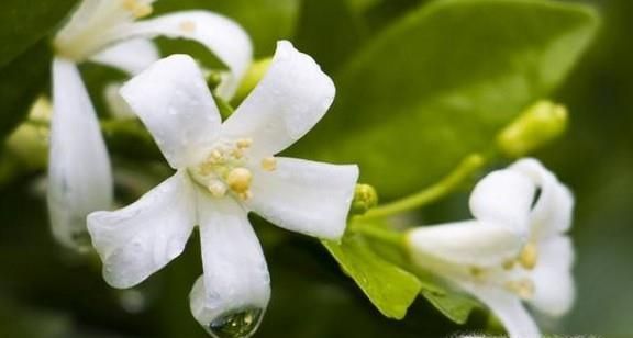 能驱赶蚊子的花草