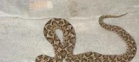 常见的毒蛇有哪些？