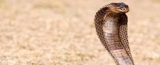 常见的毒蛇有哪些？