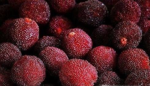 杨梅如何进行选择？