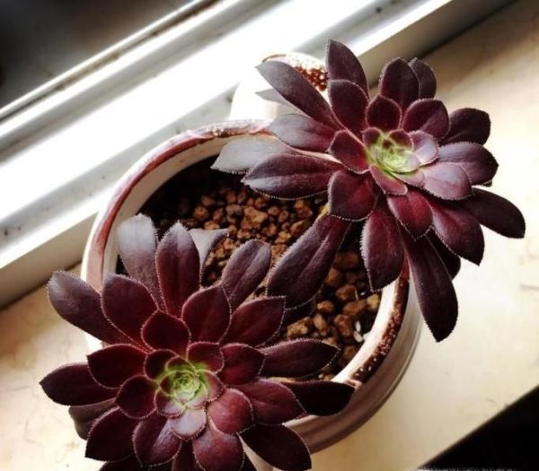 黑法师的养殖方法和注意事项