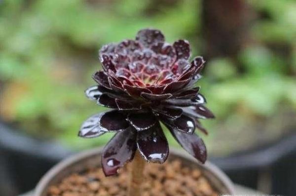 黑法师的养殖方法和注意事项