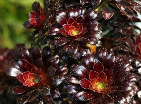 黑法师的养殖方法和注意事项