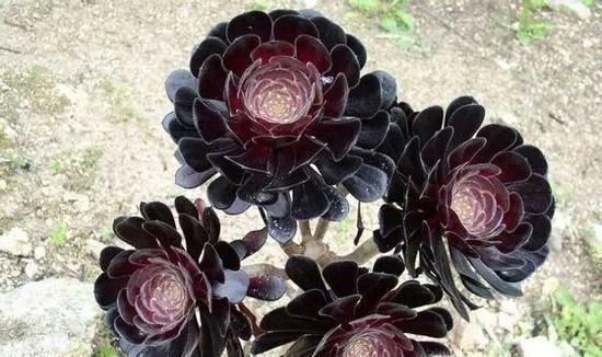 黑法师的养殖方法和注意事项