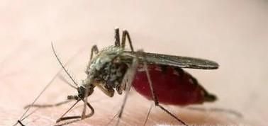 蚊虫叮咬后如何快速止痒