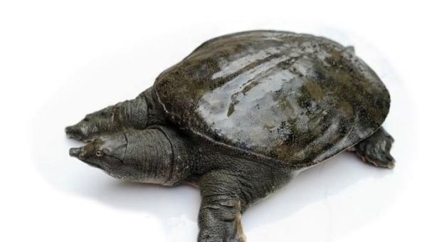 鸭肉和什么相克