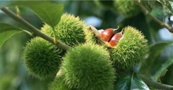 鸭肉和什么相克