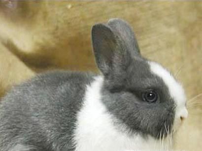 鸭肉和什么相克