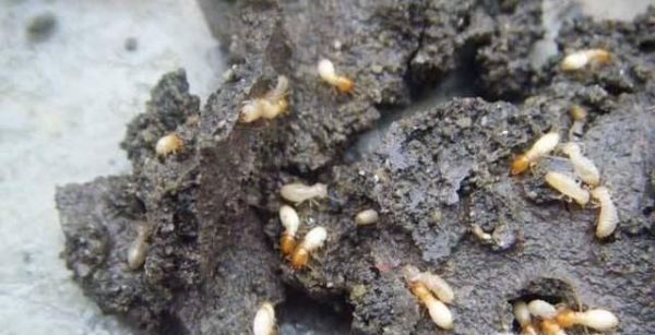 家庭的白蚁防治方法