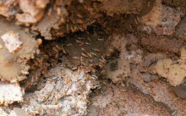 家庭的白蚁防治方法